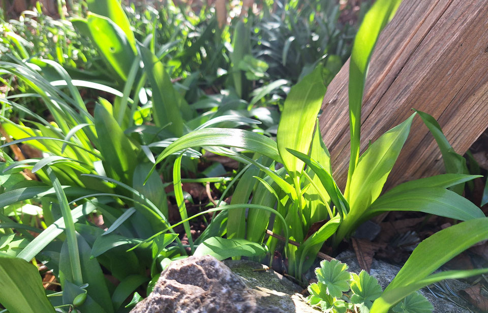 Bärlauchblätter im frühling (1)